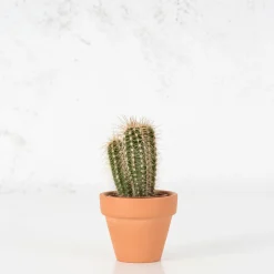 Cactus (variados)