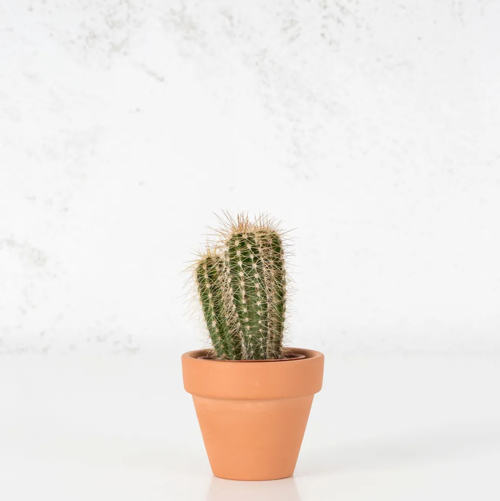 Cactus (variados)