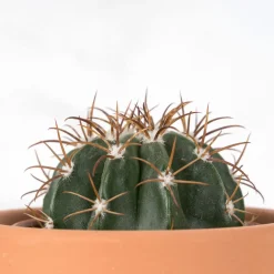 Cactus (variados)