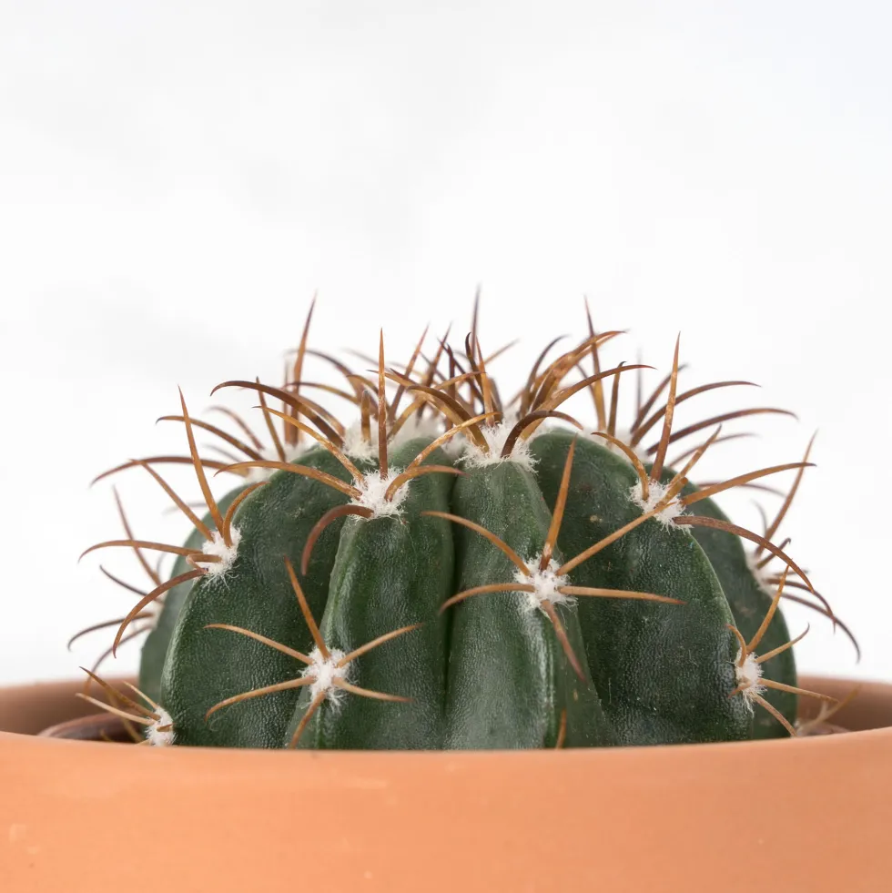 Cactus (variados)