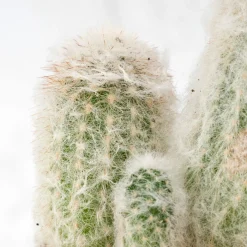Cactus (variados)