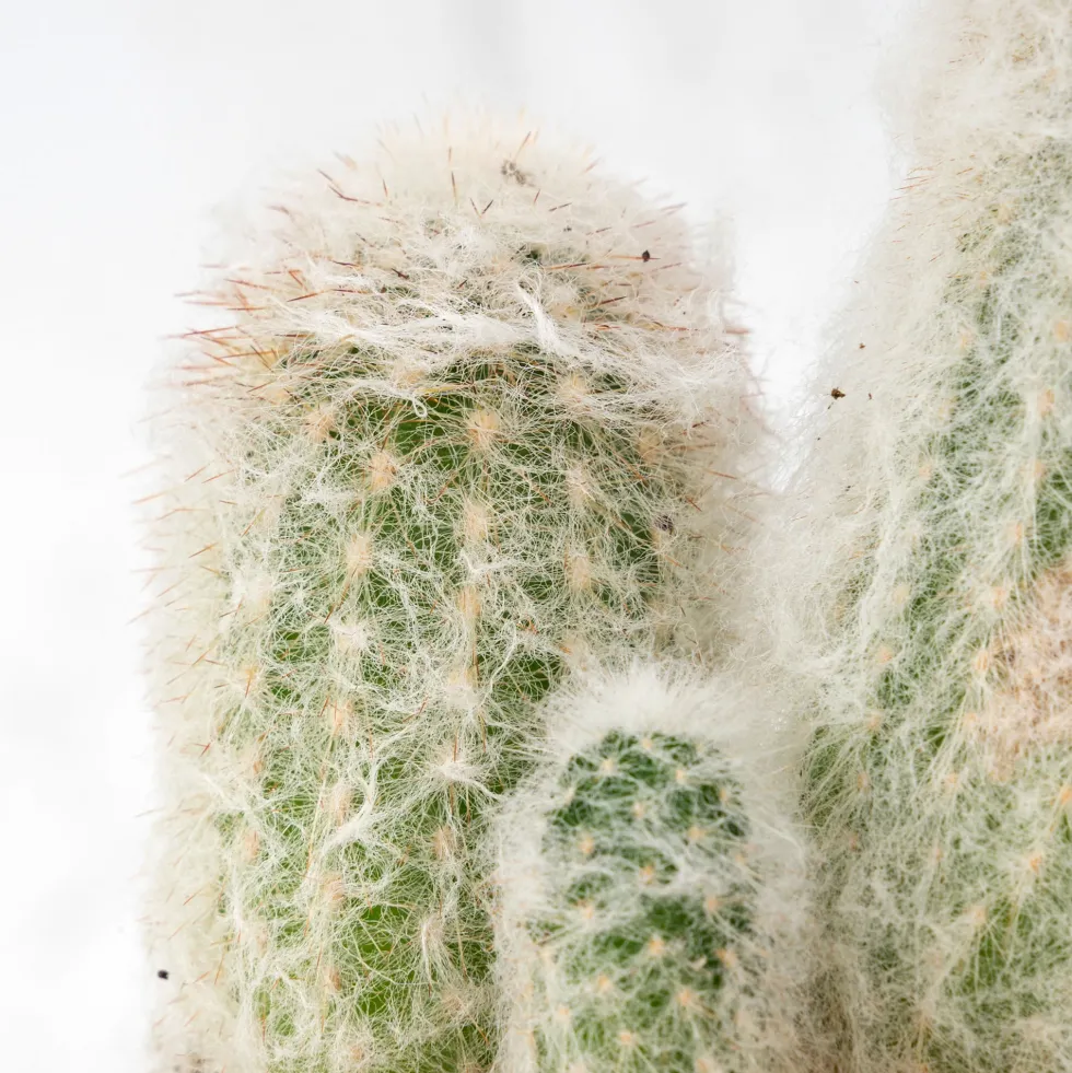 Cactus (variados)