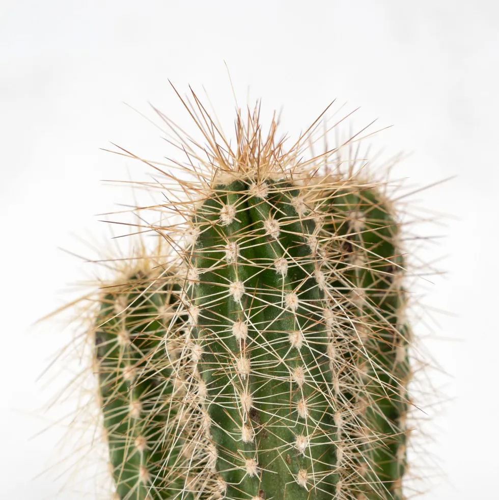 Cactus (variados)