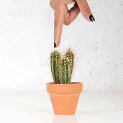 Cactus (variados)