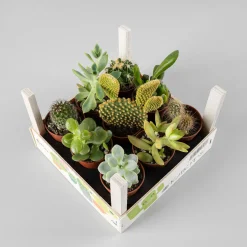 Cactus variados caja de madera