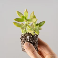 Cactus variados caja de madera