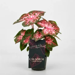Caladium