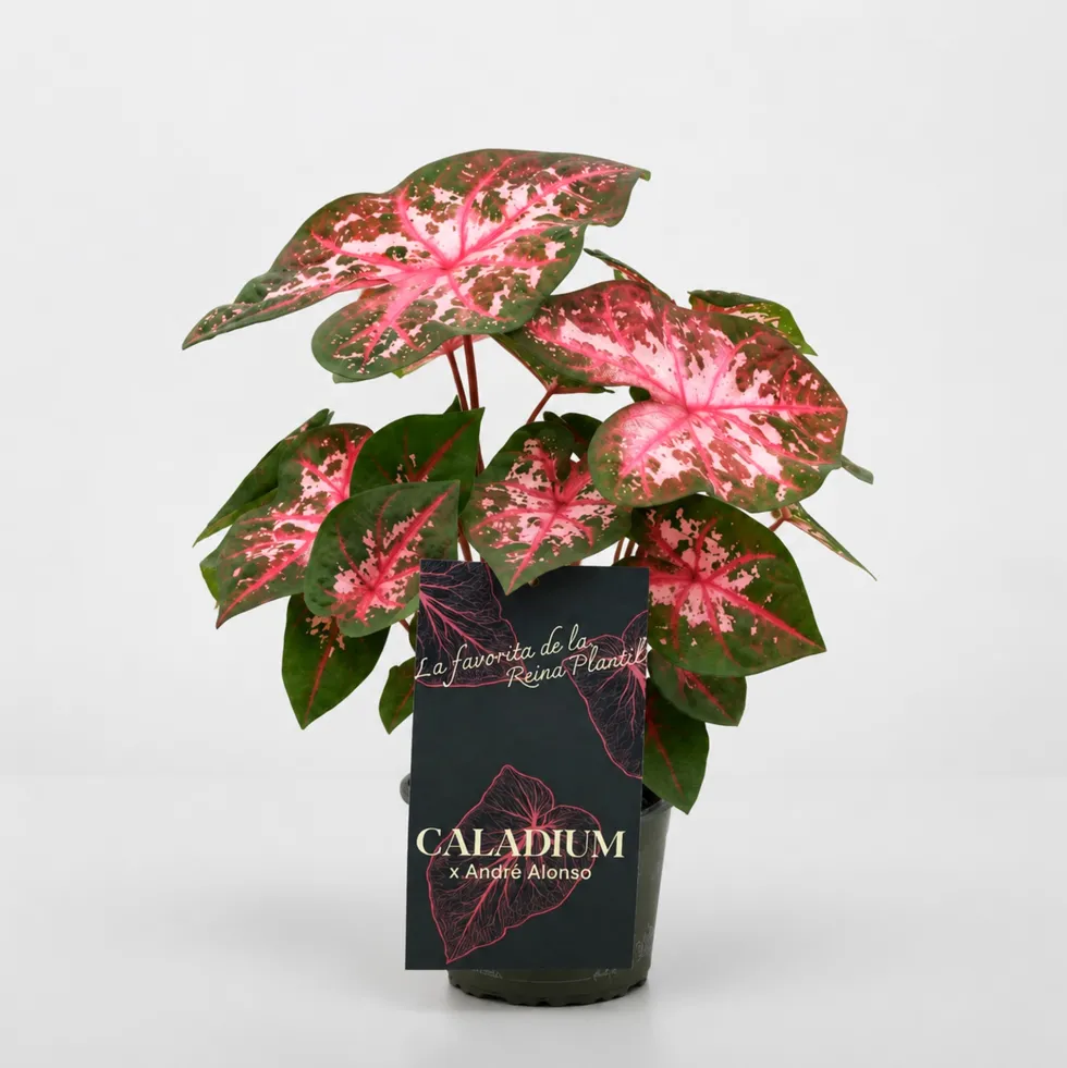 Caladium