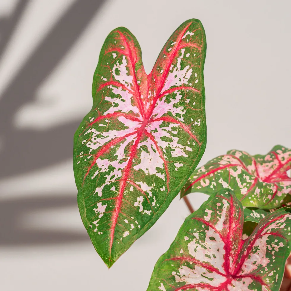 Caladium