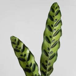 Calathea lancifolia
