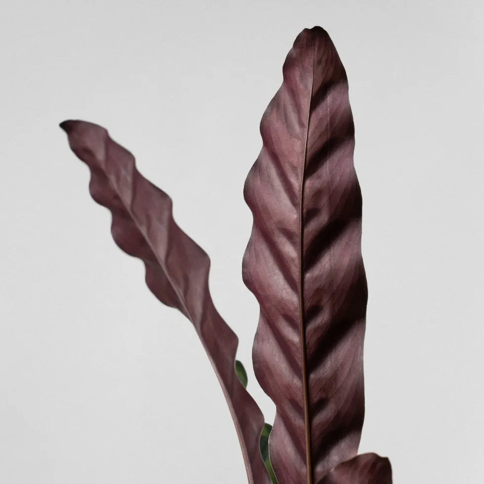Calathea lancifolia