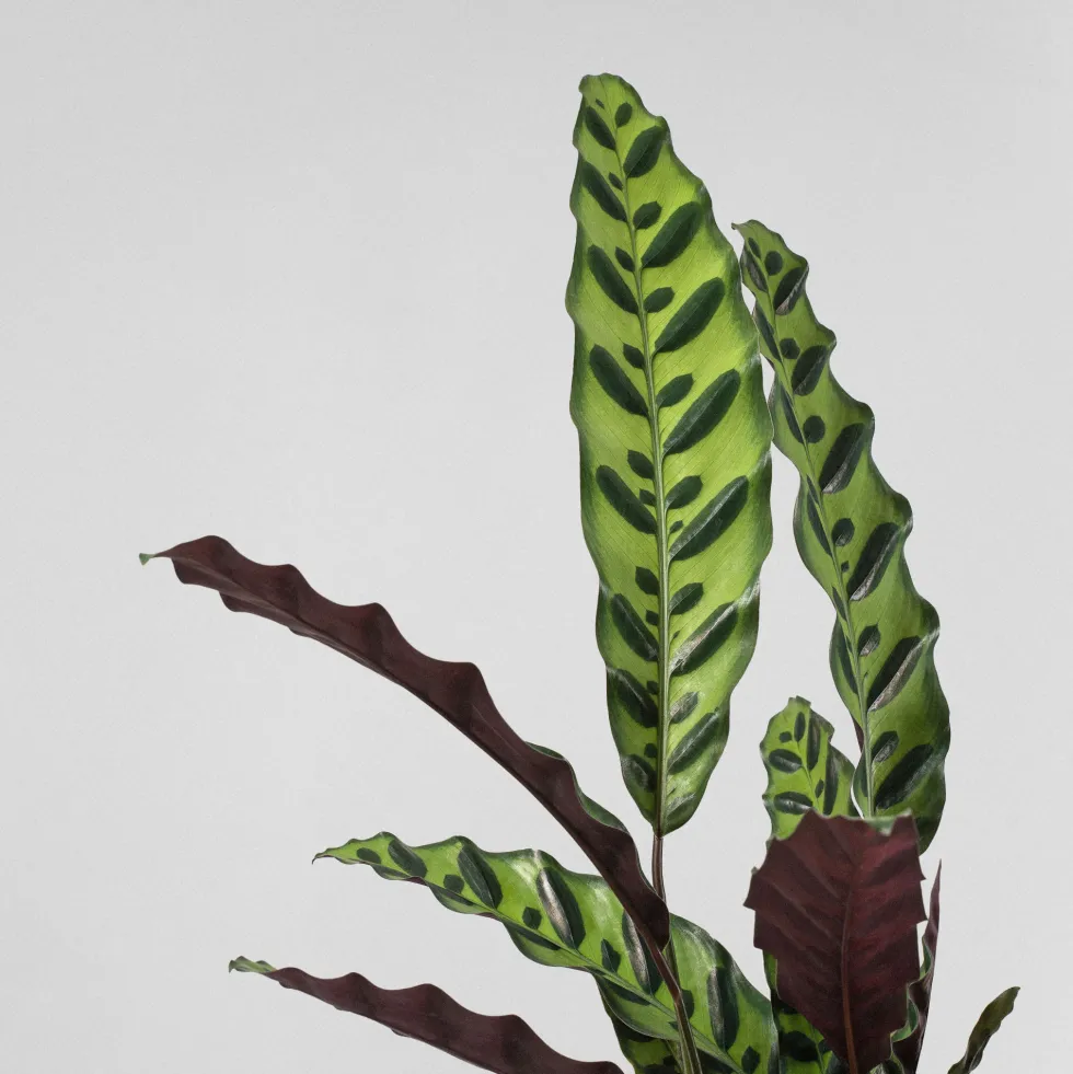 Calathea lancifolia