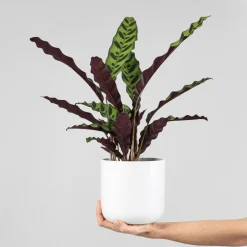 Calathea lancifolia