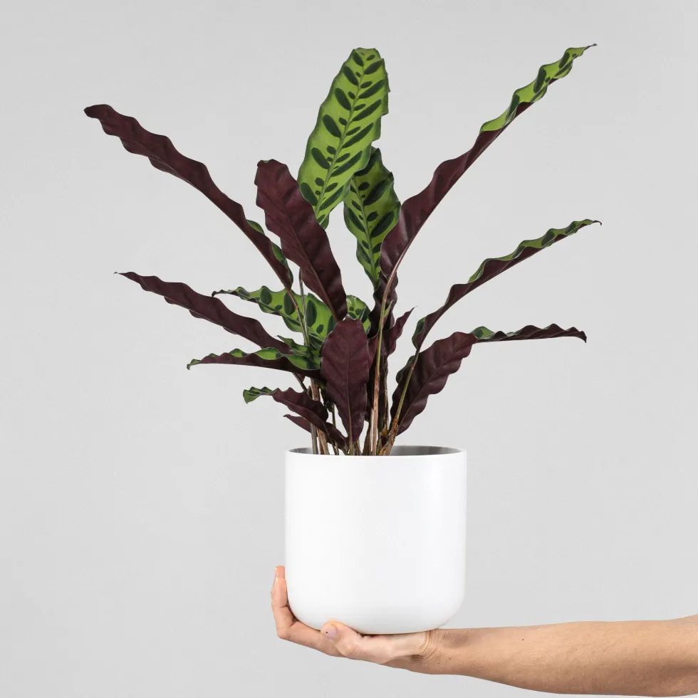 Calathea lancifolia