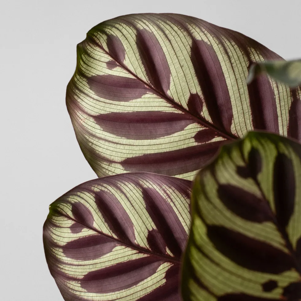 Calathea makoyana