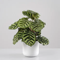 Calathea makoyana