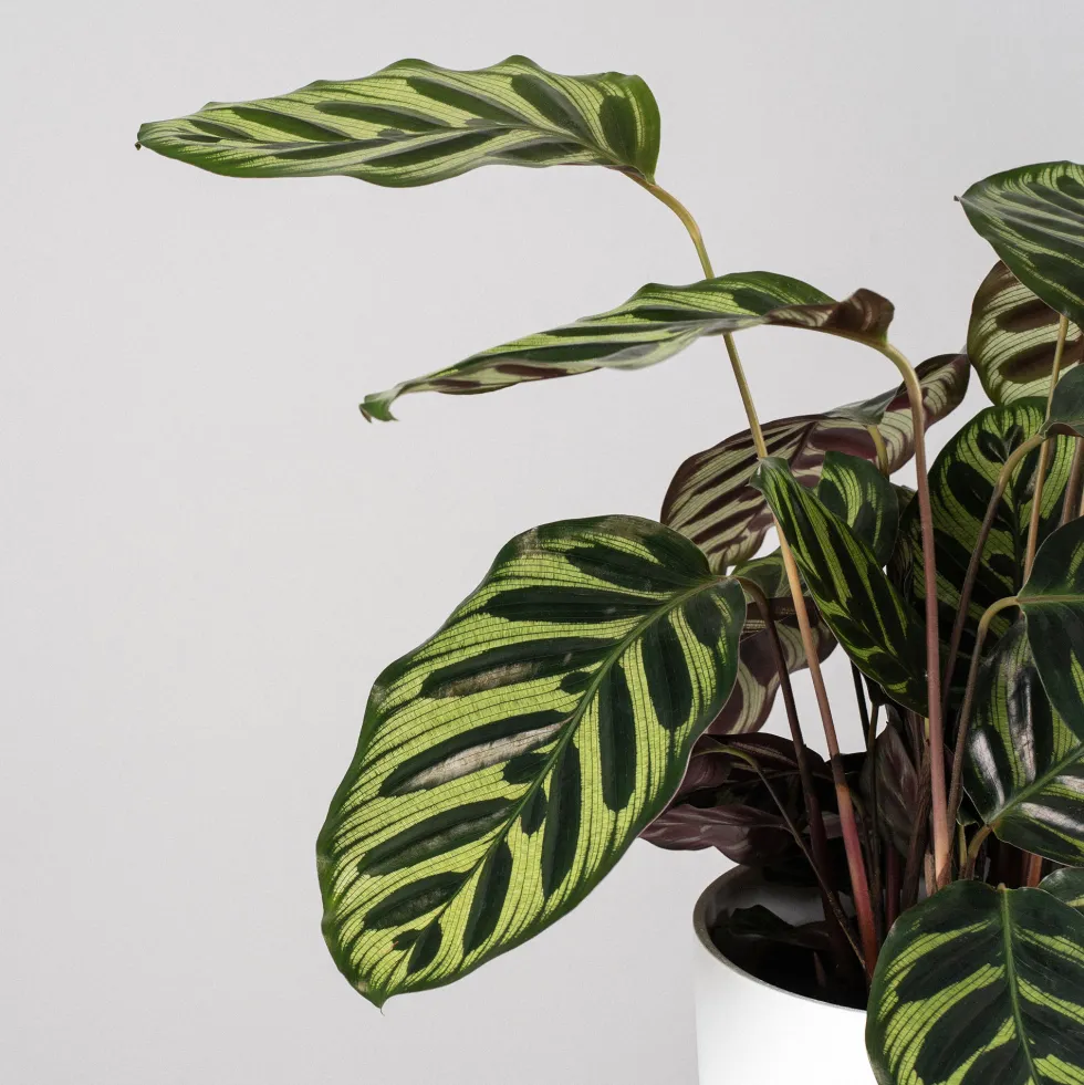 Calathea makoyana