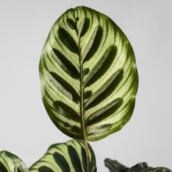 Calathea makoyana