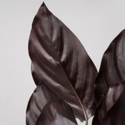 Calathea ornata 'Sanderiana'
