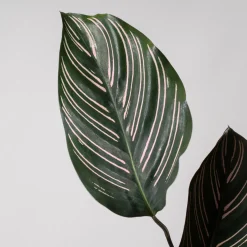 Calathea ornata 'Sanderiana'
