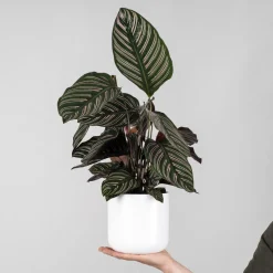 Calathea ornata 'Sanderiana'