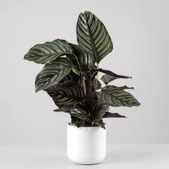 Calathea ornata 'Sanderiana'