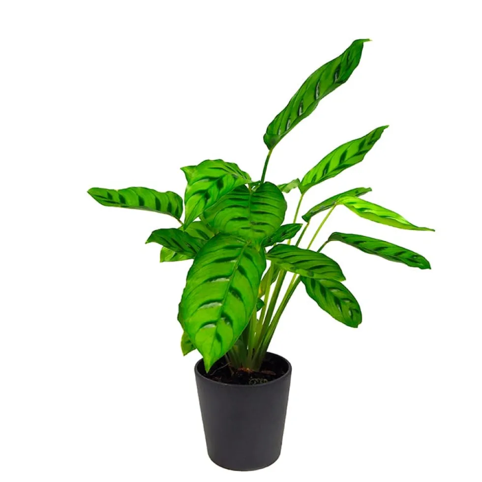 Calathea roseopicta 'Medallion'
