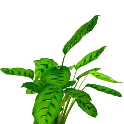 Calathea roseopicta 'Medallion'