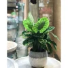 Calathea zebrina