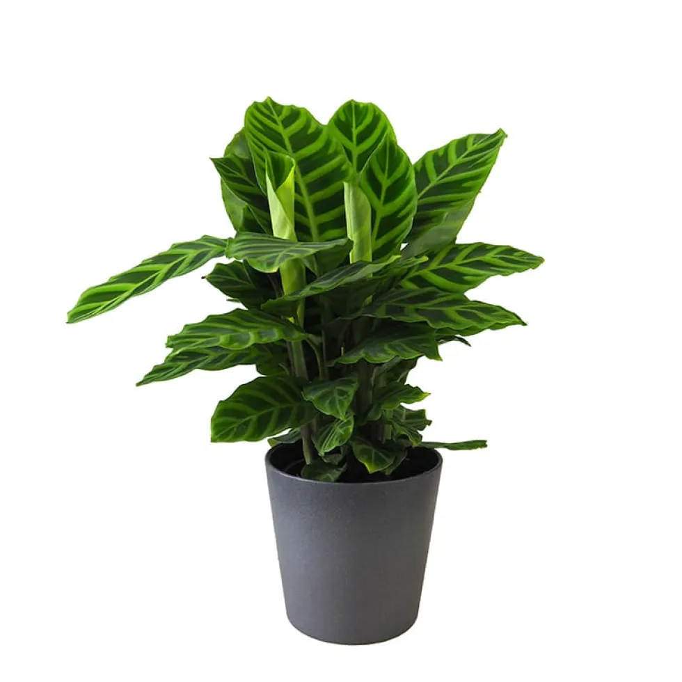 Calathea zebrina