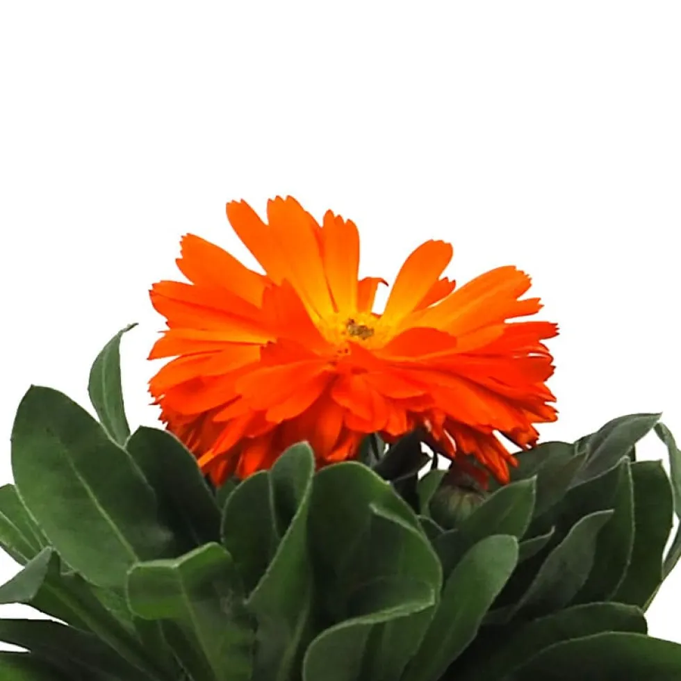 Calendula officinalis