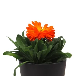 Calendula officinalis