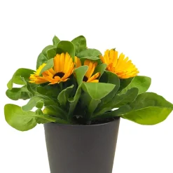Calendula officinalis
