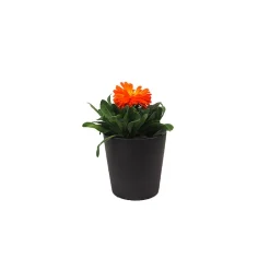 Calendula officinalis