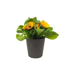 Calendula officinalis
