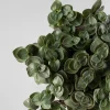 Callisia repens 'Turtle Bambino'