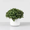 Callisia repens 'Turtle Eden Elegance'