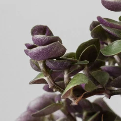 Callisia repens 'Turtle Eden Elegance'