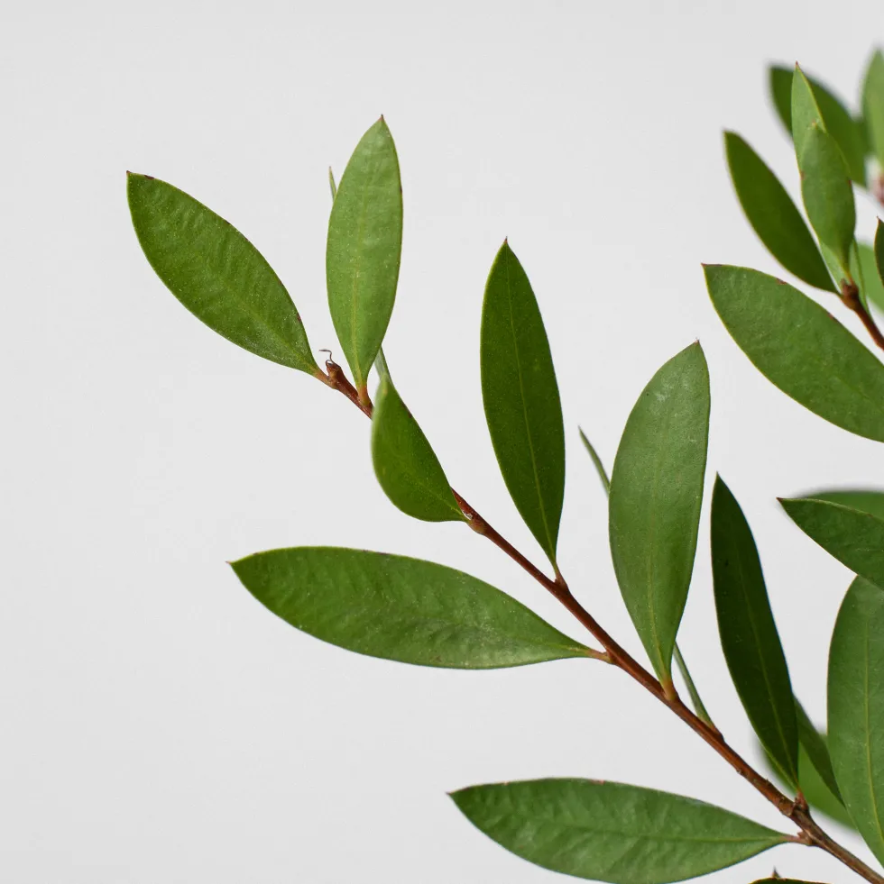 Callistemon laevis