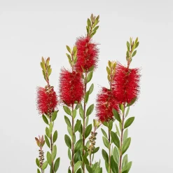 Callistemon laevis