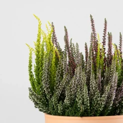 Calluna 'Garden Girls Trio'