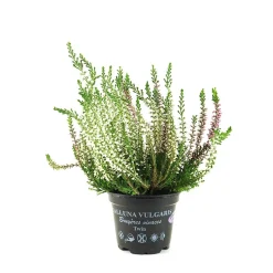 Calluna pack de 6 (Brezo de otoño)