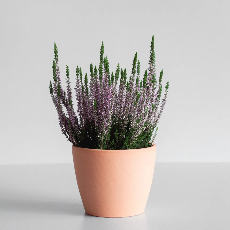 Calluna 'Renate' (Brezo de otoño)