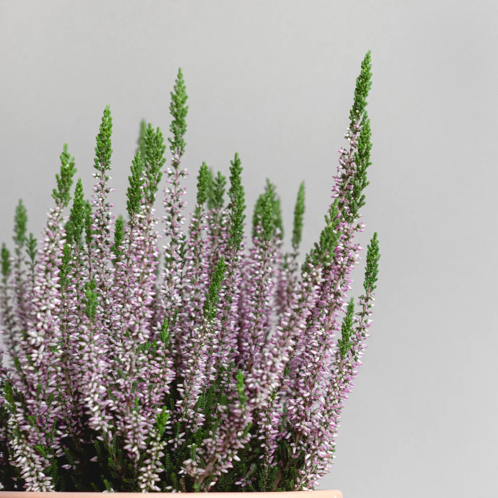 Calluna 'Renate' (Brezo de otoño)