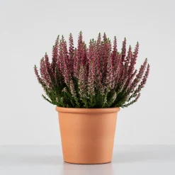 Calluna 'Siska' rosa fuerte (Brezo de otoño)
