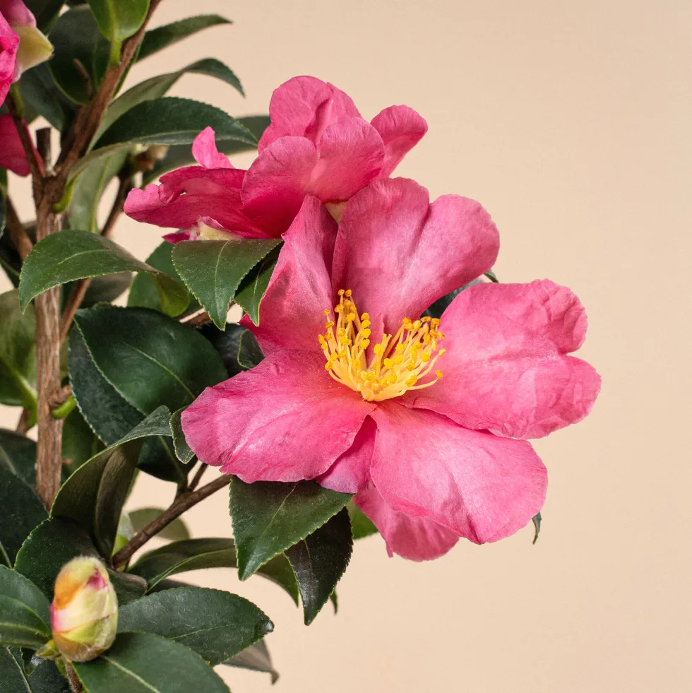 Camelia de Navidad (Sasanqua)