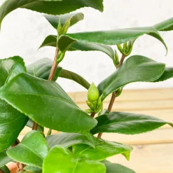 Camelia japónica