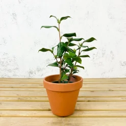 Camelia japónica