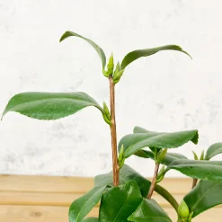 Camelia japónica