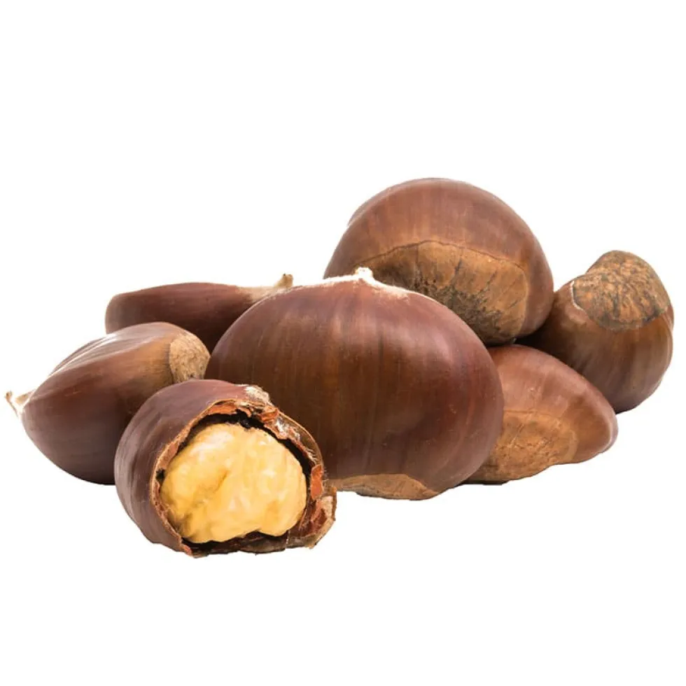 Castaño (Castanea Sativa)